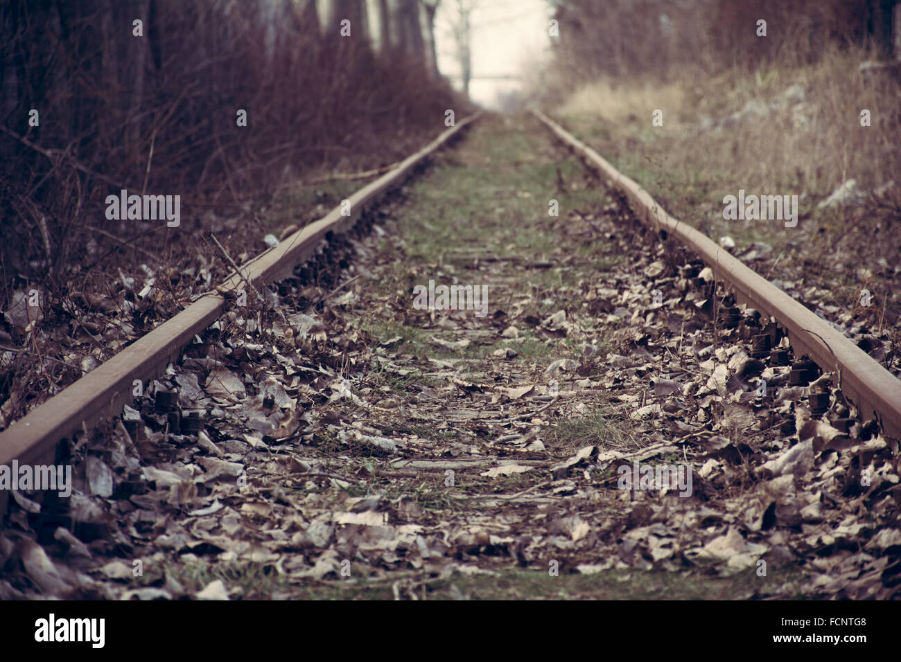 Railwayrails in alta foresta alley al tramonto in inverno tempo Foto Stock