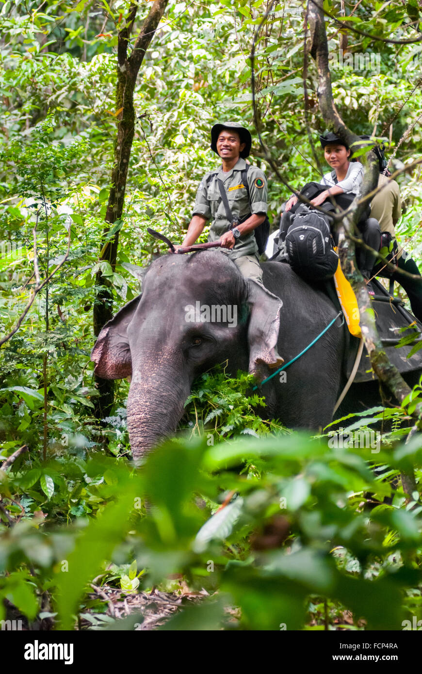 Equitazione elefante in Gunung Leuser National Park, Sumatra, Indonesia. Foto Stock