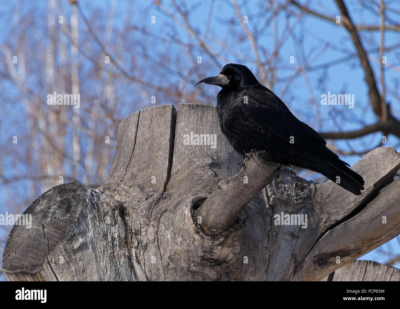 Corvo nero seduto sul ceppo di albero Foto Stock
