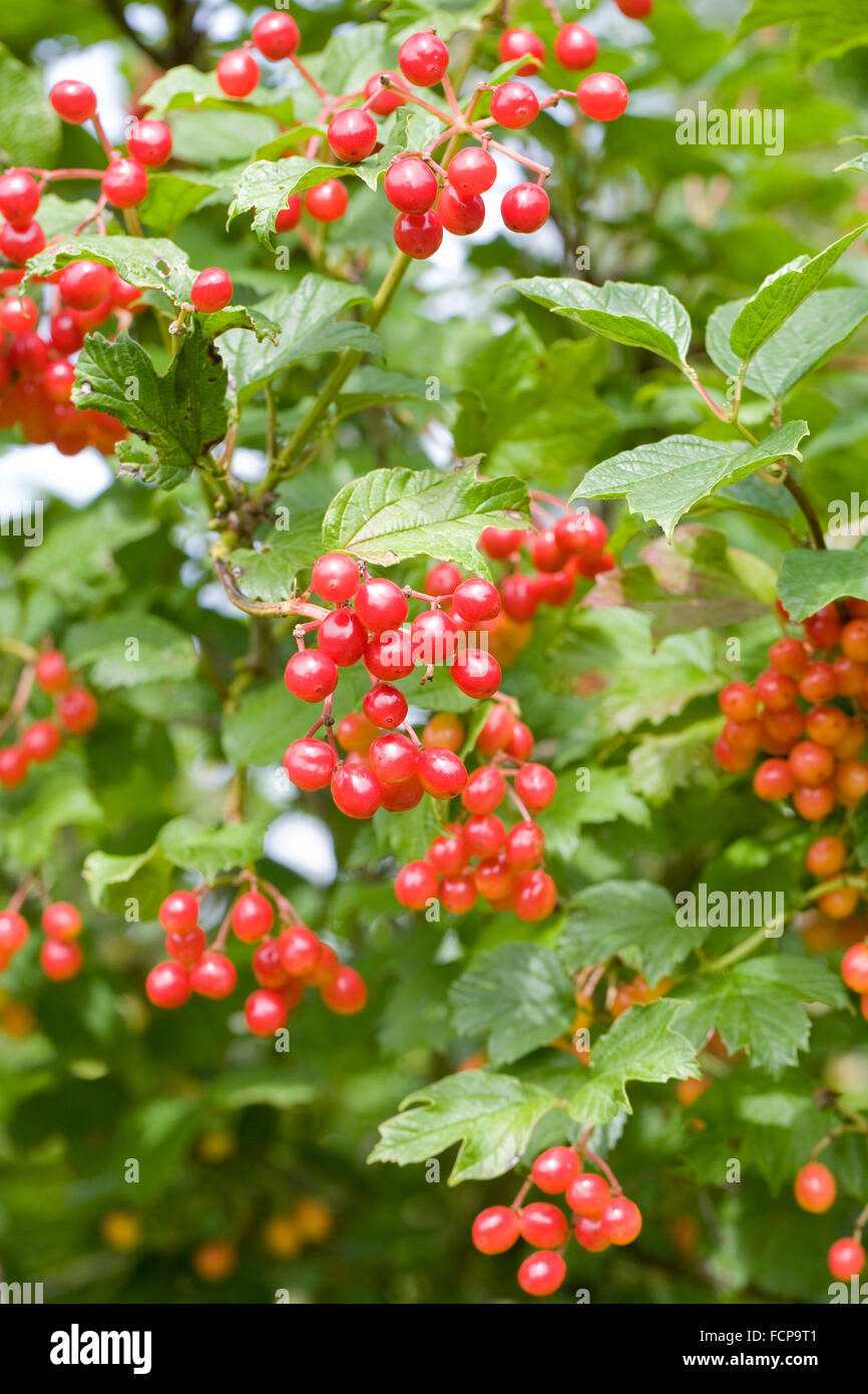 Viburnum opulus bacche. Viburno rose in tarda estate. Foto Stock