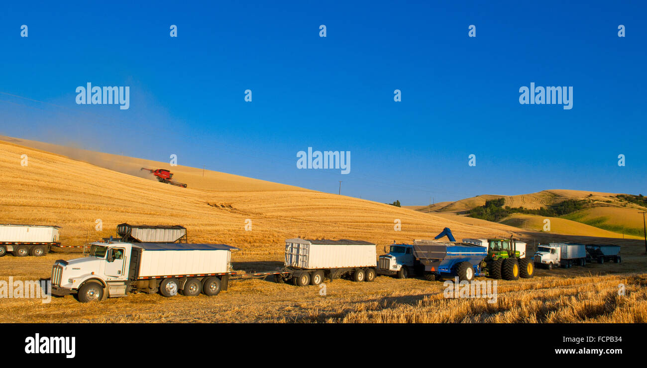 Un trattore tirato un carrello per granella sgrava il grano per un carrello granella durante il raccolto nella regione di Palouse di Washington Foto Stock