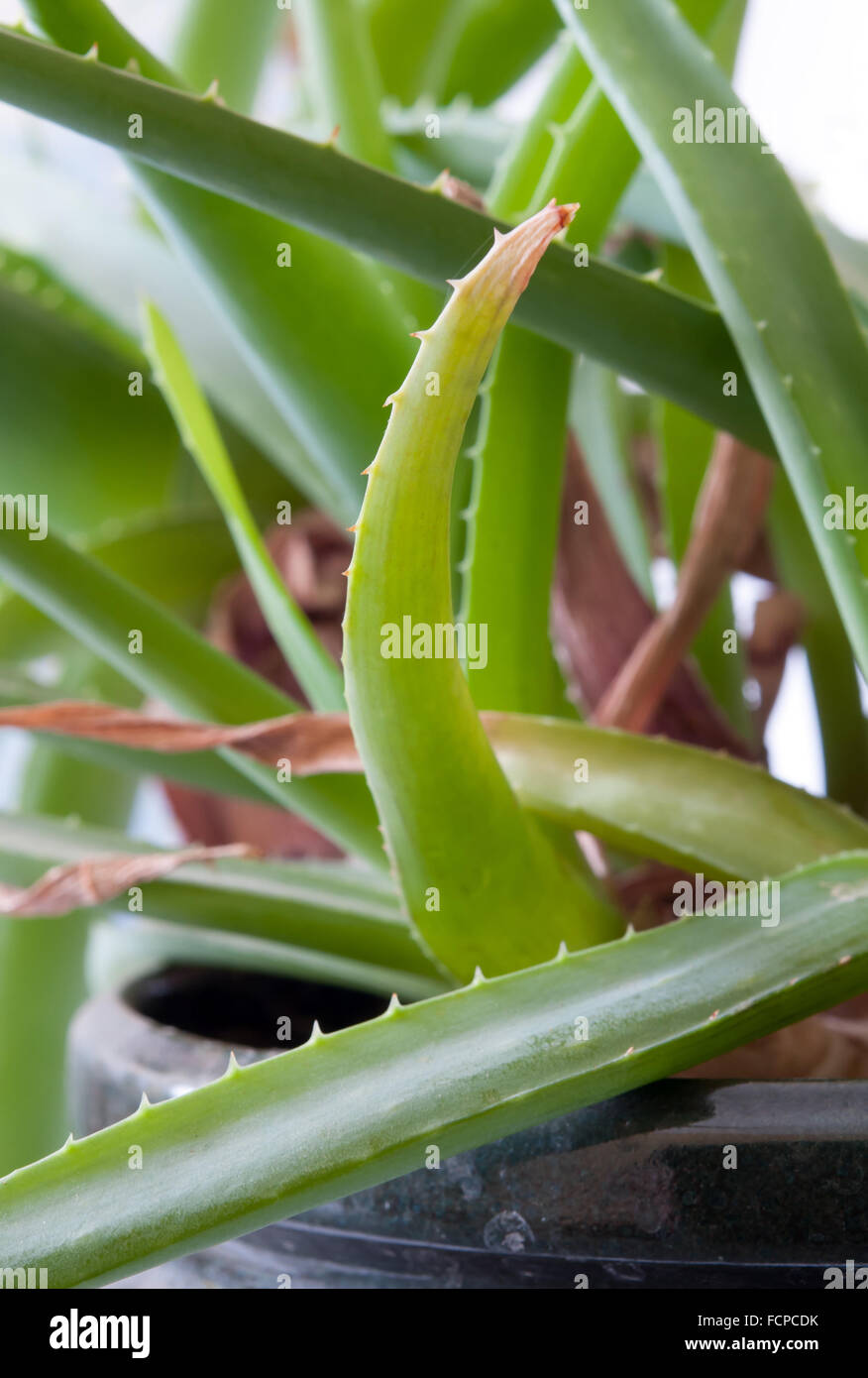 Aloe foglie close up Foto Stock