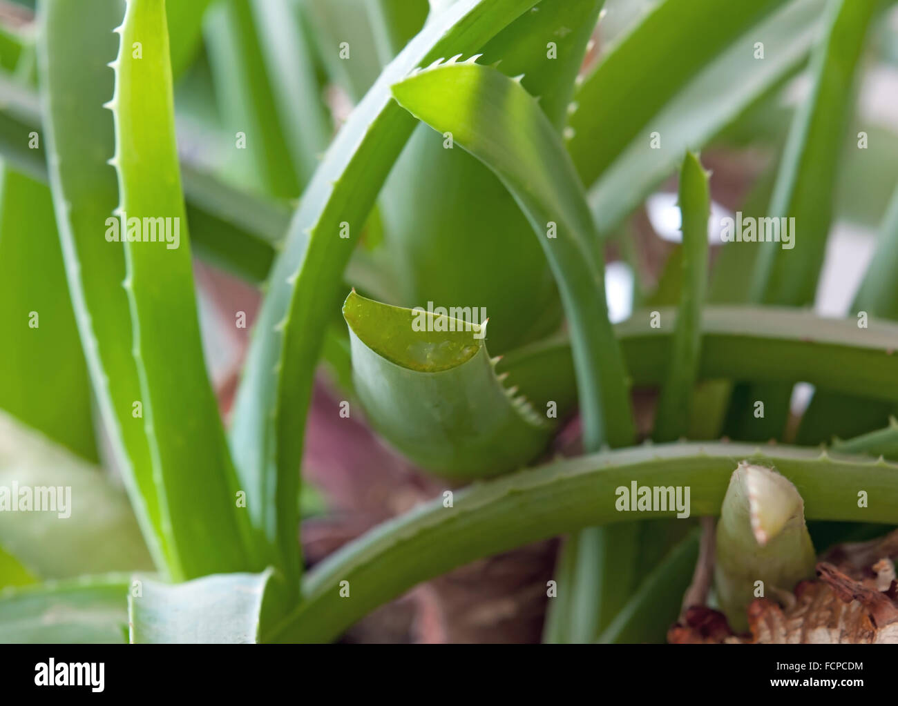 Close up aloe vera pianta, vasi per esterni Foto Stock