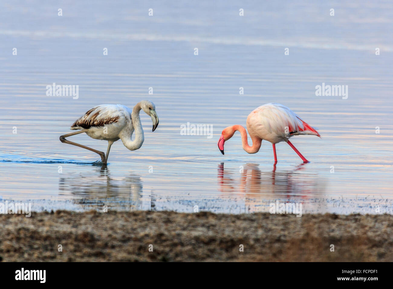 Fenicotteri nella laguna di Orbetello (Phoenicopterus) Foto Stock