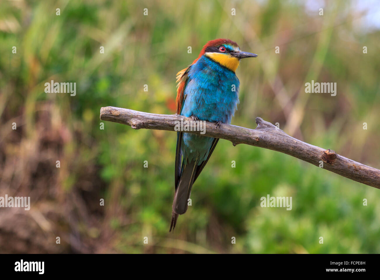 Unione Gruccione (Merops apiaster) Foto Stock