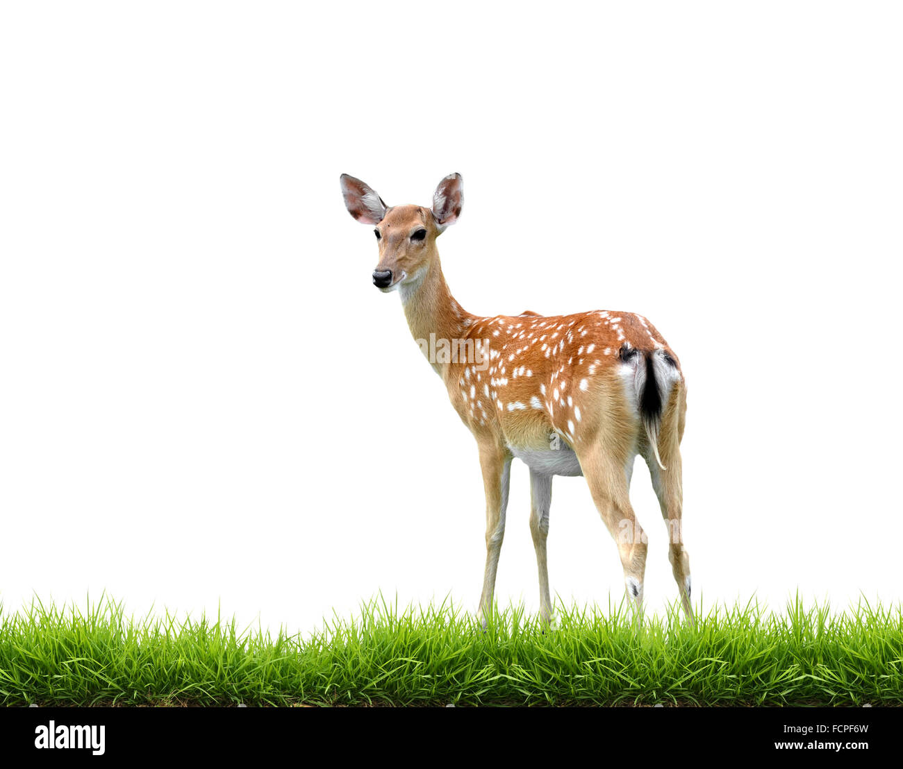 Sikadeer con erba verde isolato su sfondo bianco Foto Stock