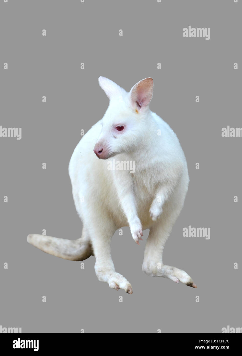 Albino wallaby isolati su sfondo bianco Foto Stock