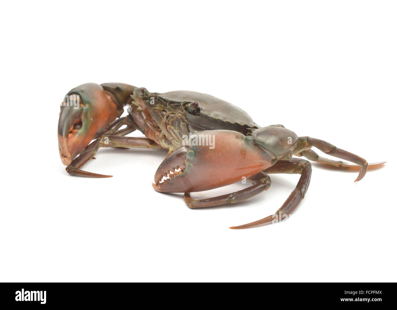 Il granchio isolati su sfondo bianco Foto Stock