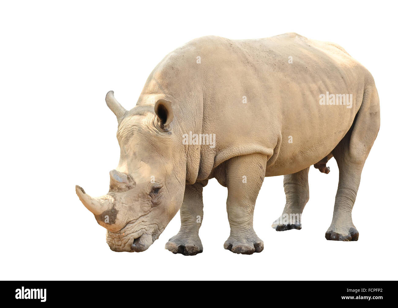 Rinoceronte bianco isolato su sfondo bianco Foto Stock