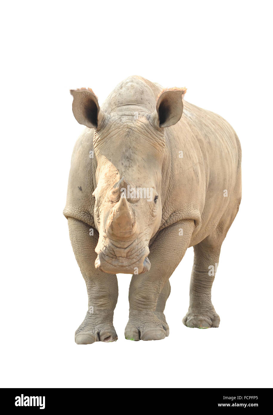 Rinoceronte bianco isolato su sfondo bianco Foto Stock