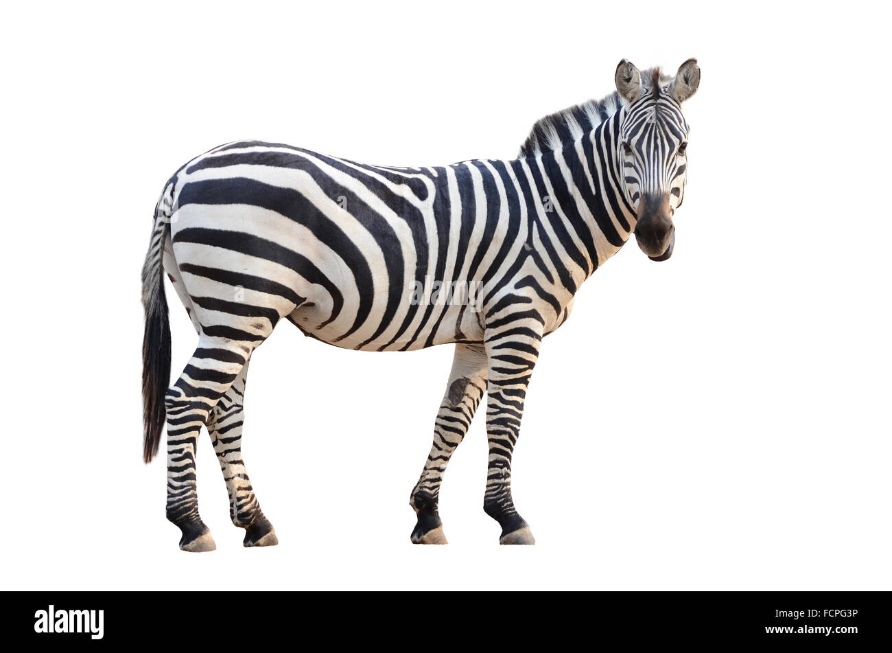 Zebra isolati su sfondo bianco Foto Stock