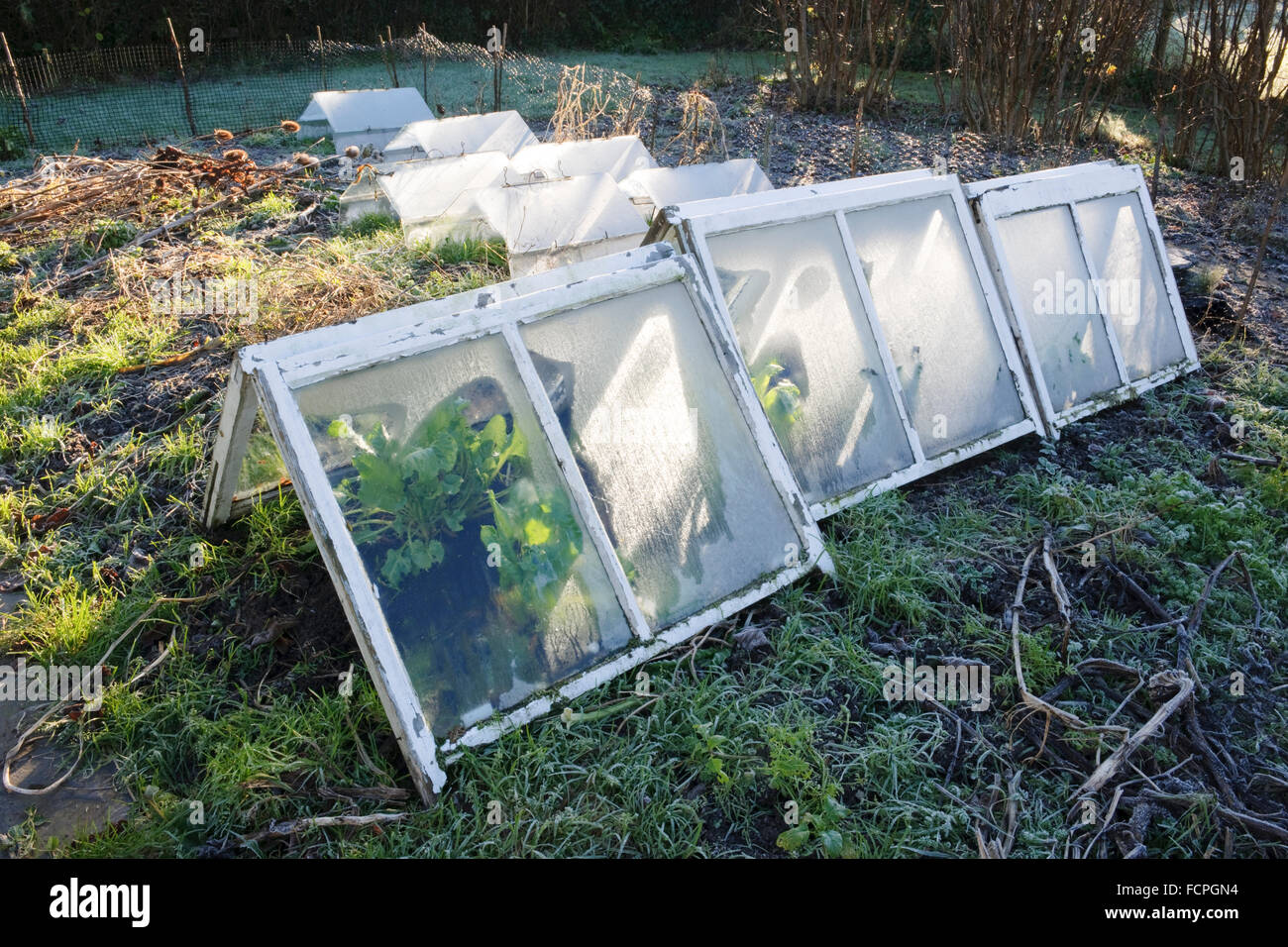Finestra ad anta pannelli essendo riciclata come giardino le campane per il gelo e la pioggia di protezione sopra gli spinaci perpetuo, Galles del Nord, Regno Unito Foto Stock