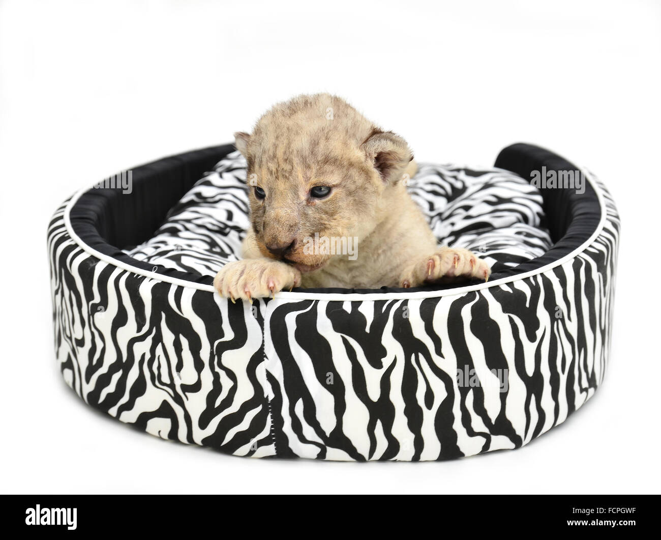 Baby lion sdraiato sul materasso isolati su sfondo bianco Foto Stock