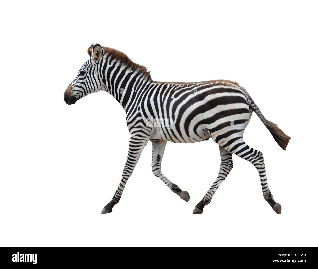 Zebra isolati su sfondo bianco Foto Stock