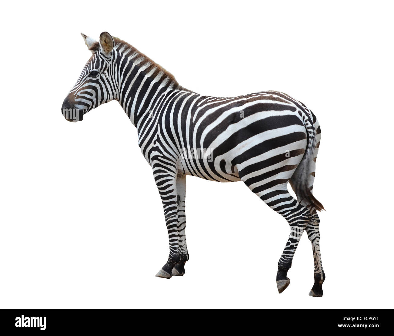 Zebra isolati su sfondo bianco Foto Stock