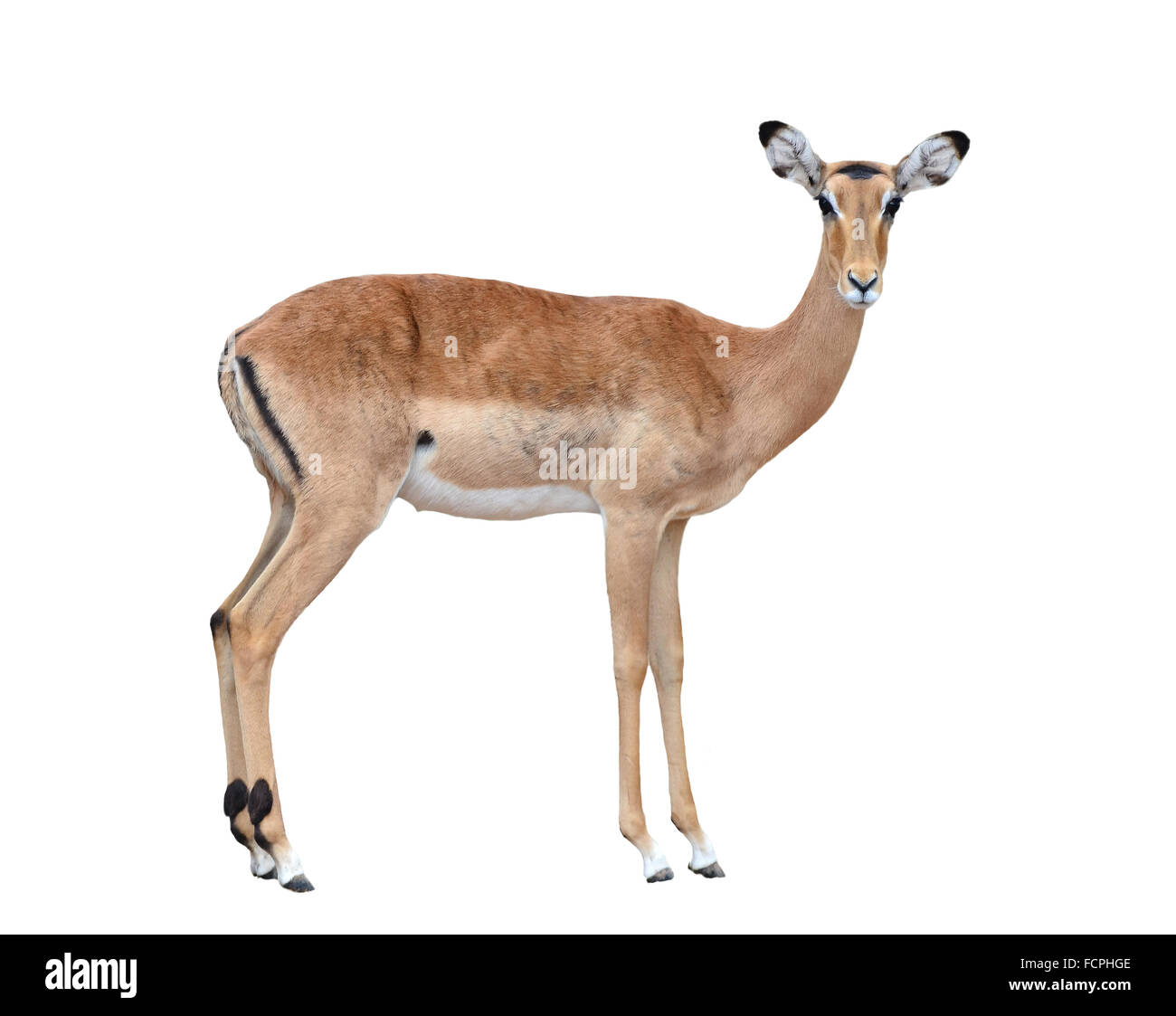 Impala femmina isolati su sfondo bianco Foto Stock