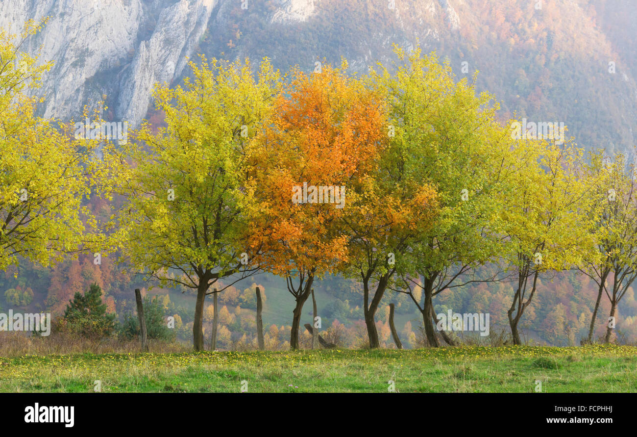 La linea di verde e di alberi di arancio nella luce del tramonto con una montagna in background Foto Stock