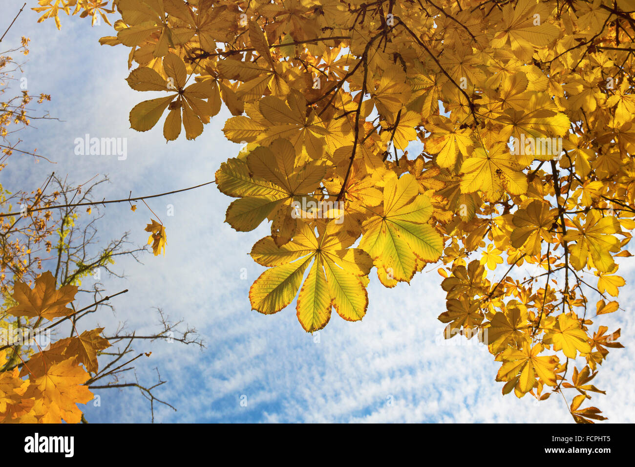 Vista della tettoia di autunno alberi fino in cielo Foto Stock