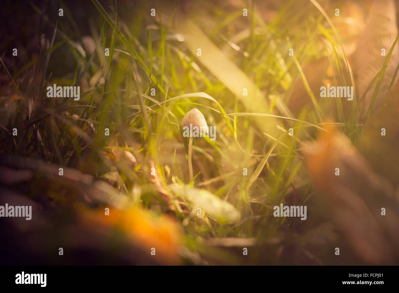 Fungo circondato da foglie e erba in autunno la luce Foto Stock