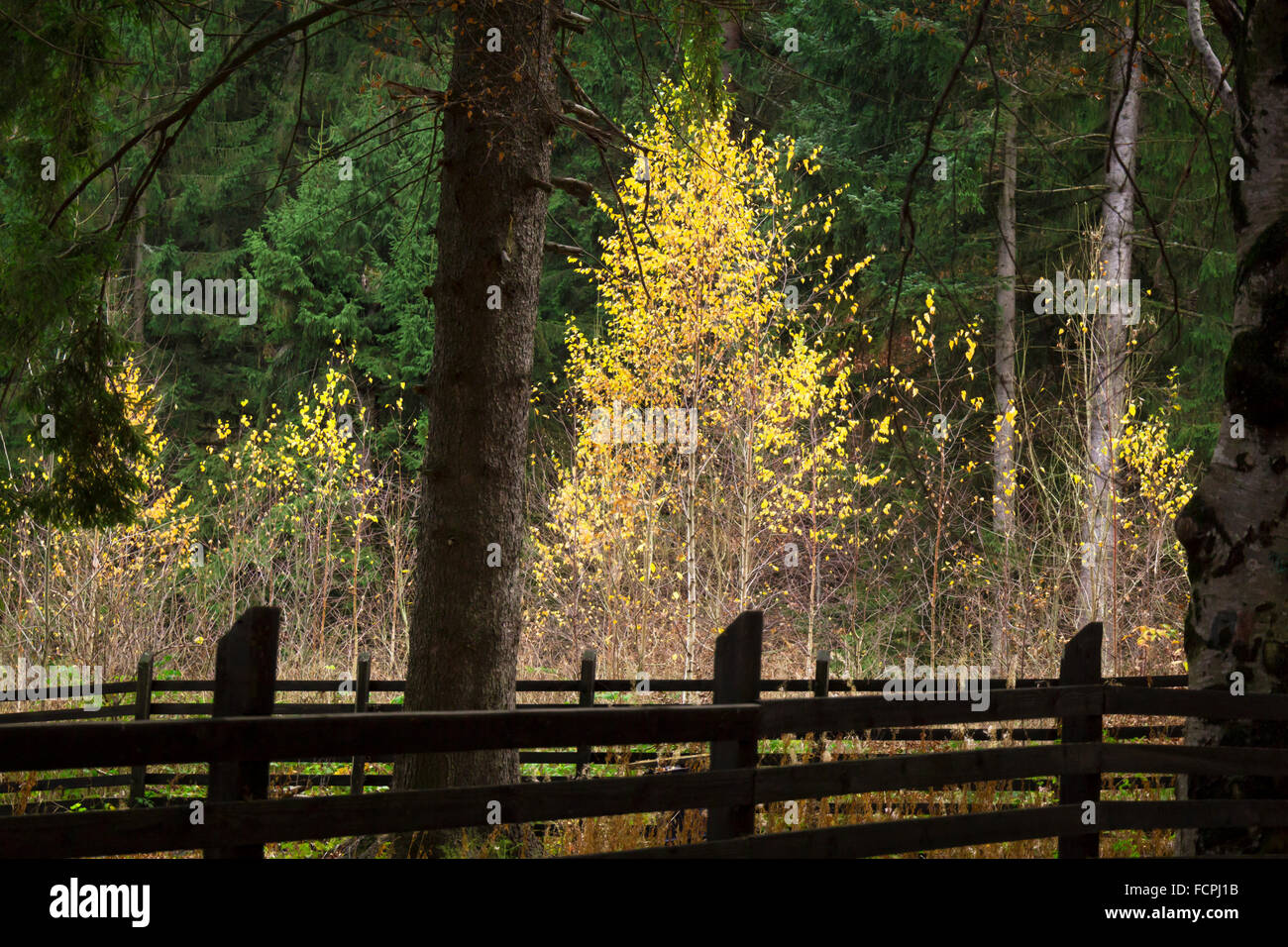 Il giallo di betulle con il verde degli abeti come sfondo Foto Stock