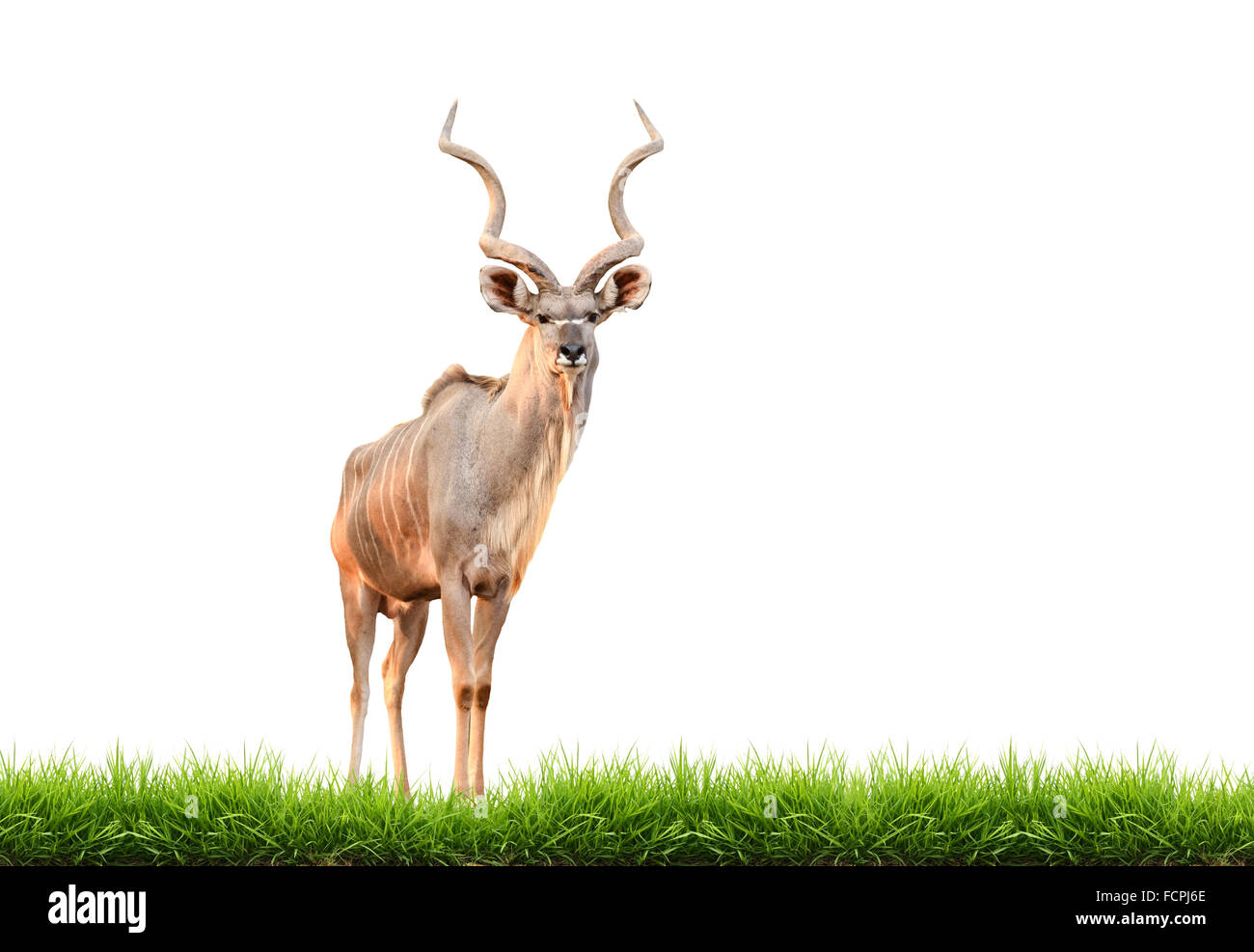 Maschio kudu maggiore con erba verde isolato su sfondo bianco Foto Stock