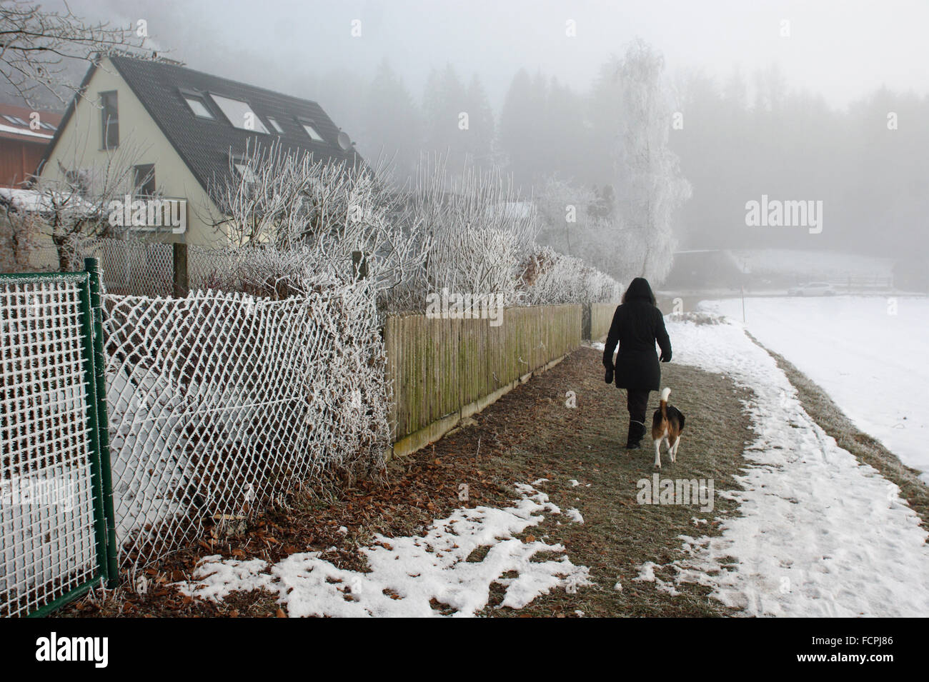 A piedi un cane in mattinata nebbiosa Foto Stock
