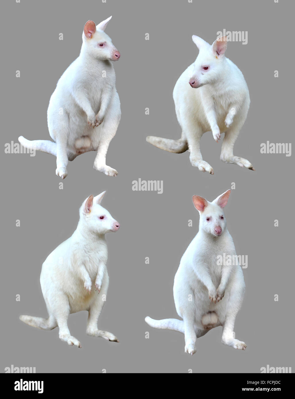 Collezione di albino wallaby isolati su sfondo bianco Foto Stock