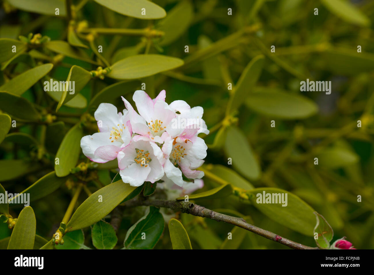Vischio; Viscum albun su Apple Tree con Apple Blossom Herefordshire; Regno Unito Foto Stock