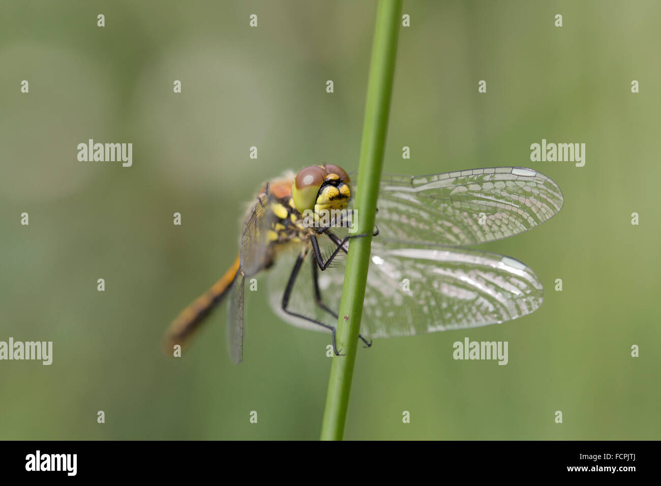 Nero Darter Dragonfly; Sympetrum danae unico maschio immaturo sul gambo Cornwall, Regno Unito Foto Stock