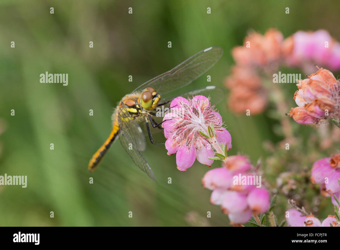 Nero Darter Dragonfly; Sympetrum danae unico maschio immaturo sul fiore Cornwall, Regno Unito Foto Stock