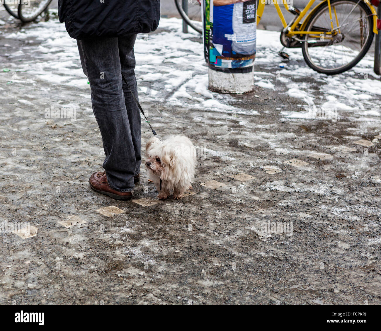 Piccolo Cane bianco al guinzaglio con il proprietario con capelli malconce su un marciapiede innevato Foto Stock