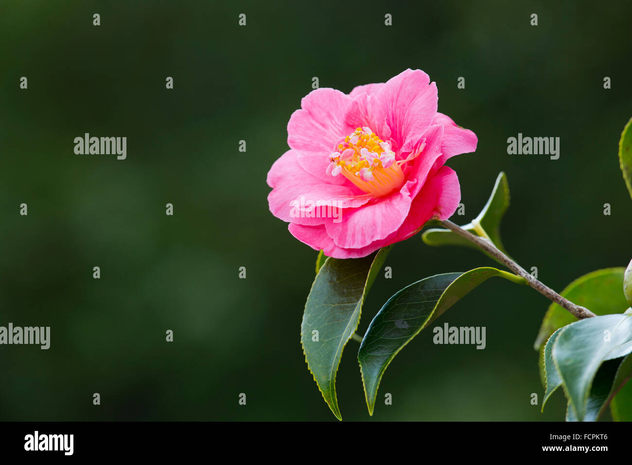 Camellia; fiore; molla; Cornovaglia; Regno Unito Foto Stock