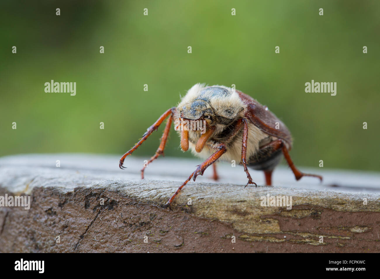 Cockchafer; Cornovaglia; Regno Unito Foto Stock