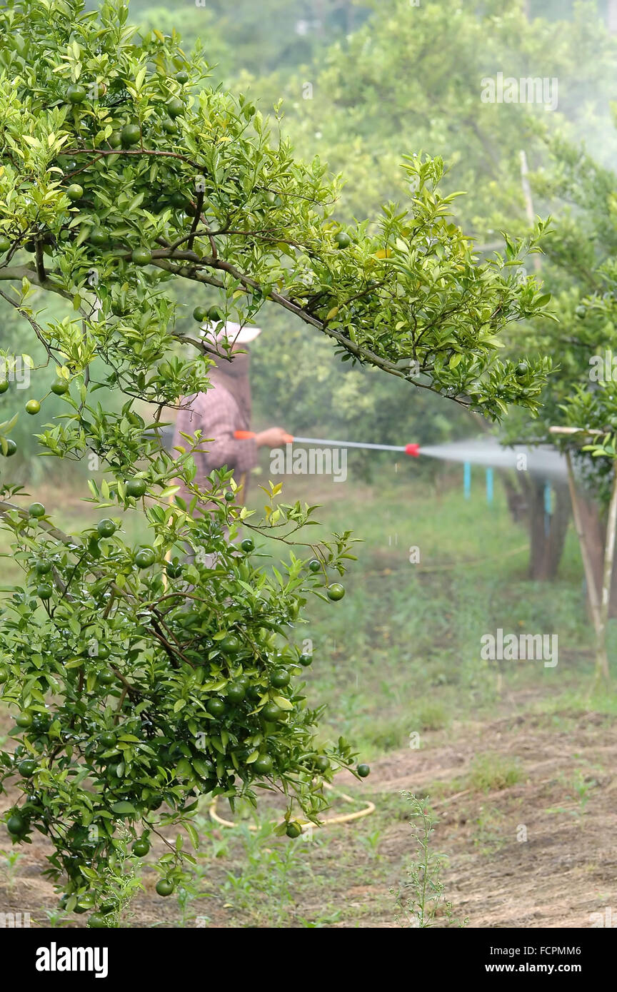 Agricoltore spray antiparassitario per Orchard Foto Stock