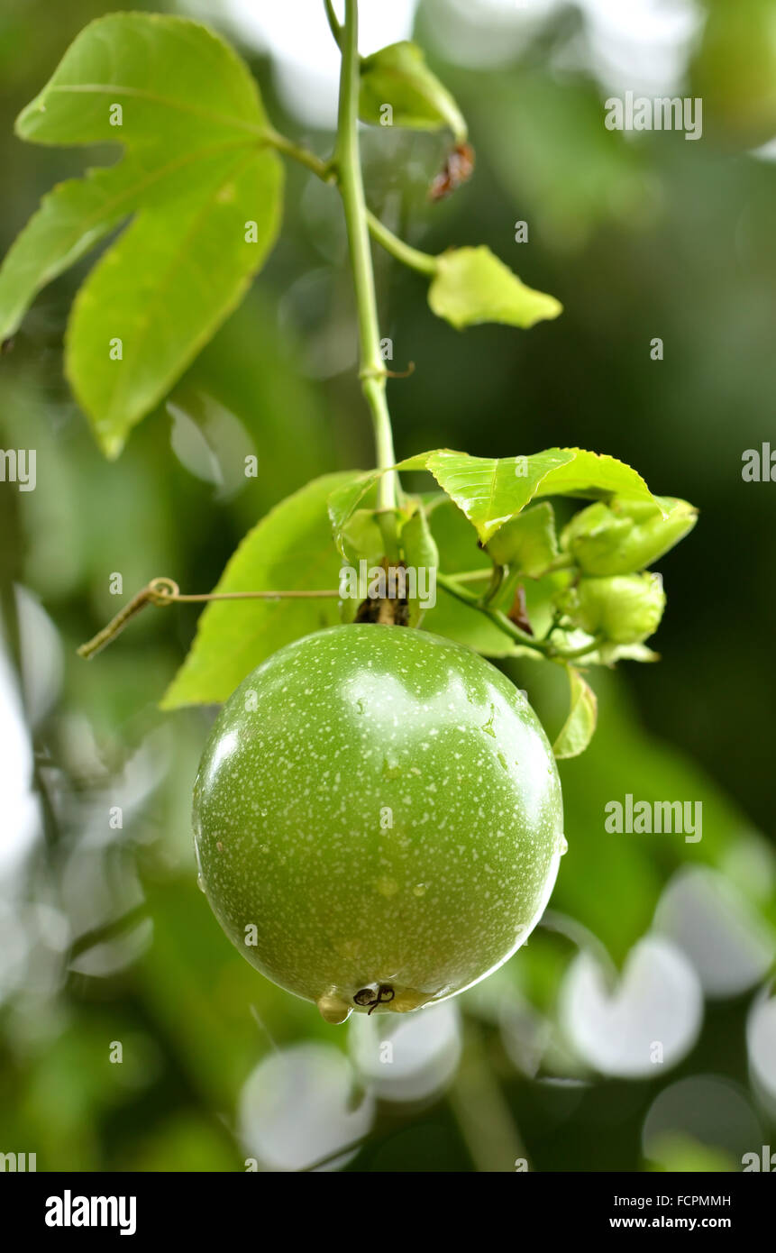 Freschi frutti della passione nel giardino Foto Stock