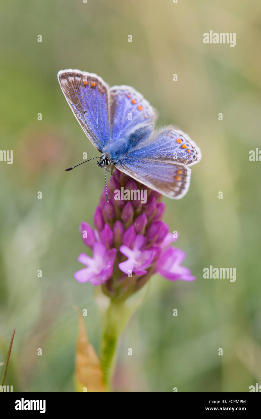 Comune di Blue Butterfly; Polyommatus icarus femmina singolo su Orchide Anglesey, Regno Unito Foto Stock