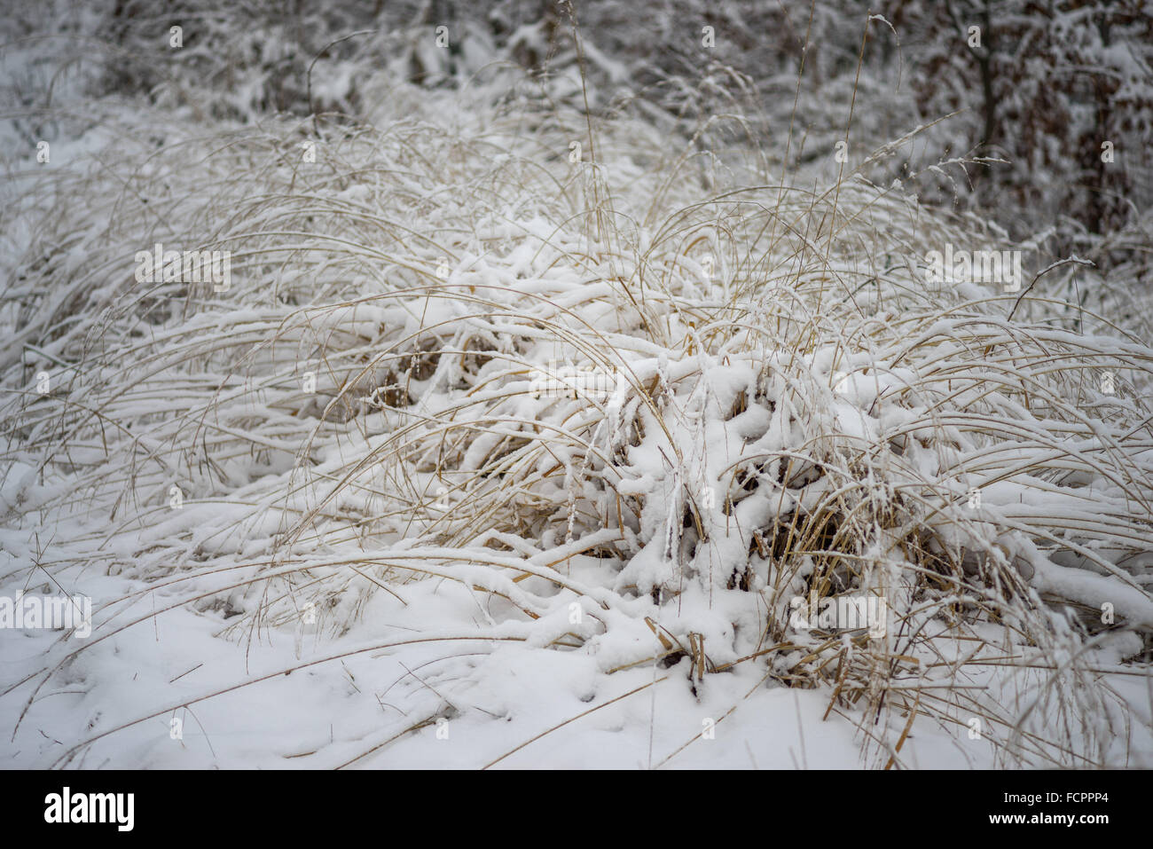 L'erba inaridisce coperti con pura neve fresca Foto Stock