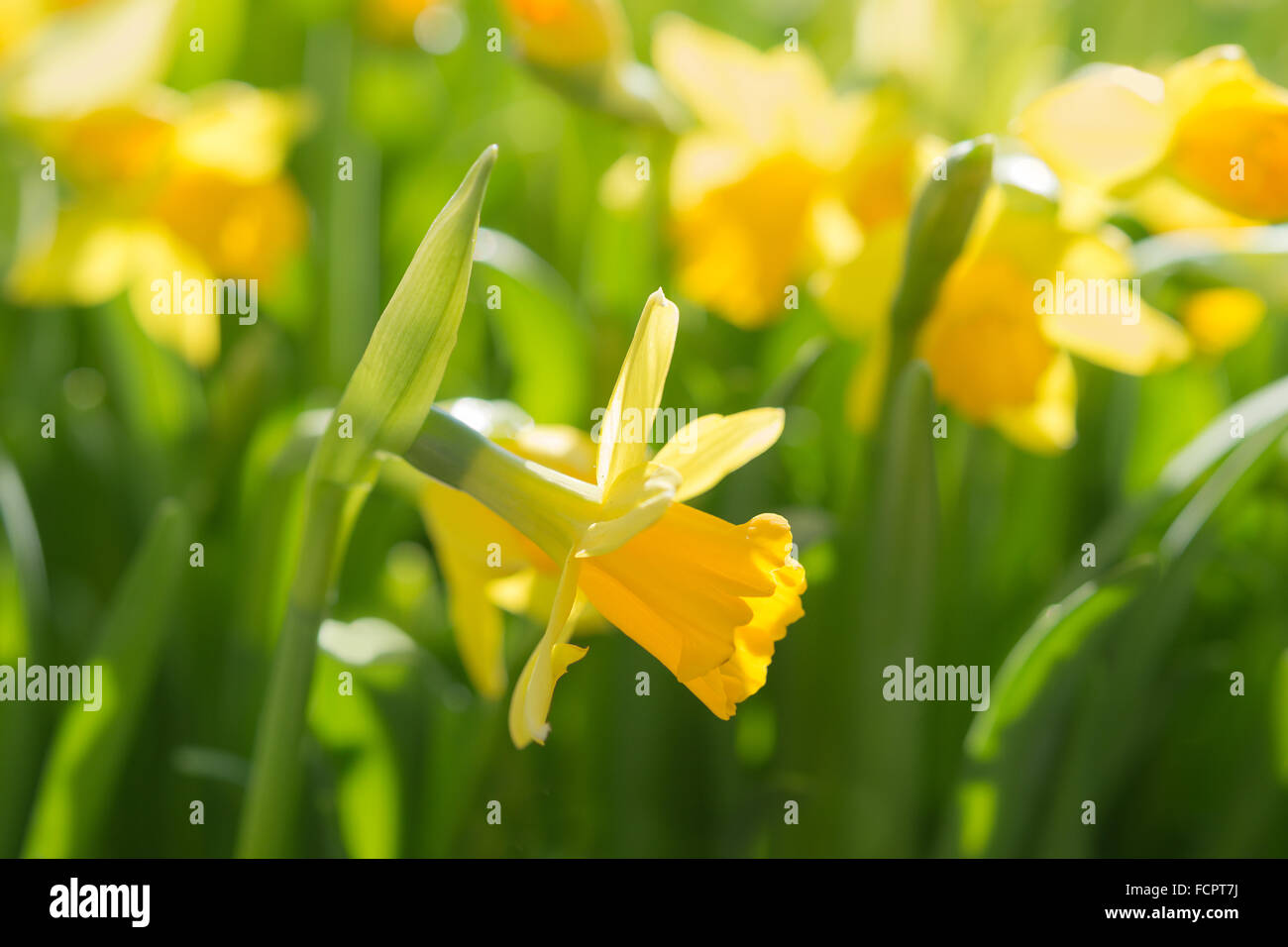 Molla di narciso fiori gialli su sunshine glade. Stock photo with Shallow DOF e soft selettiva di punto di messa a fuoco. Foto Stock