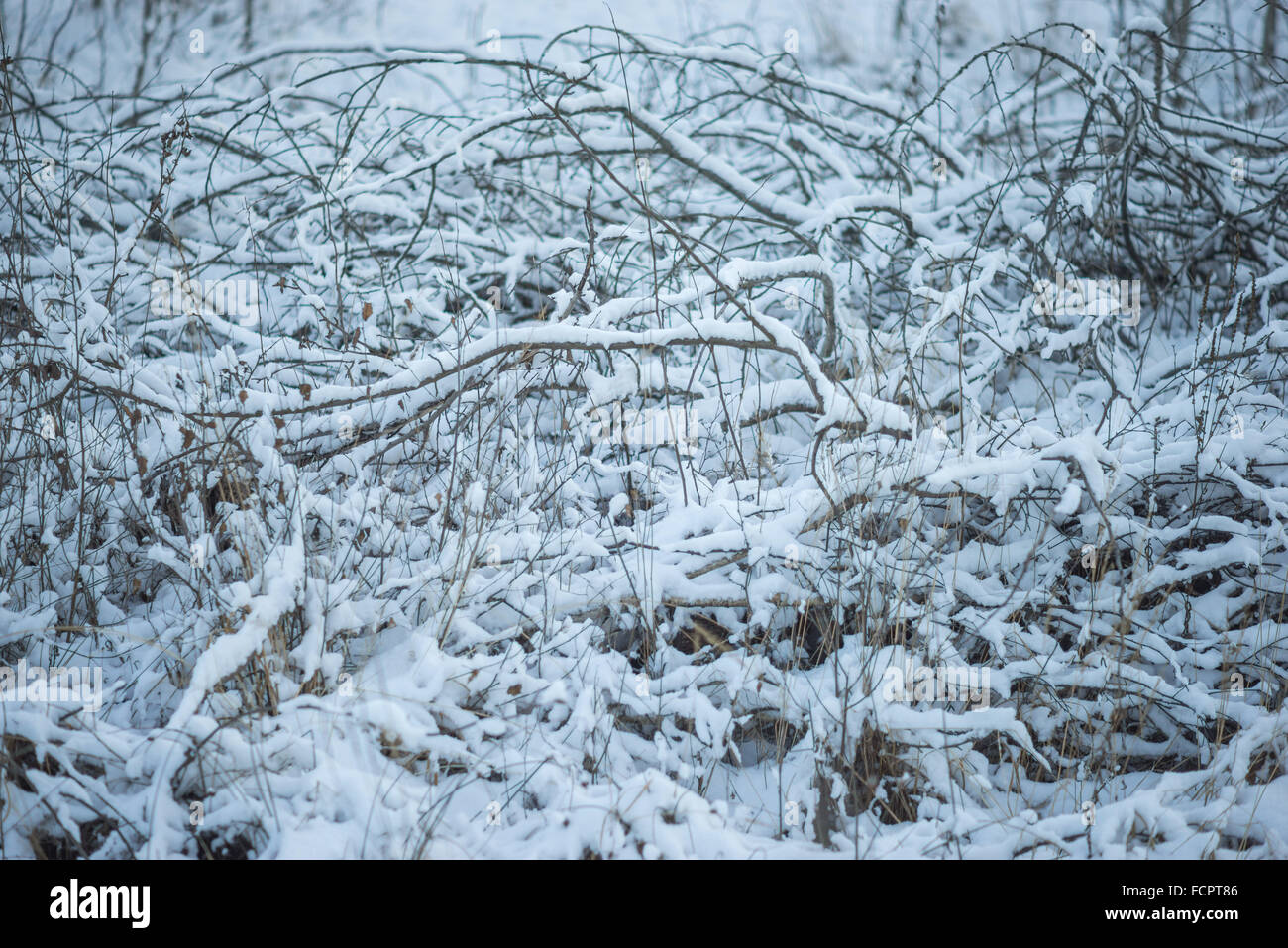 Caduta rami ricoperti di pura neve bianca Foto Stock