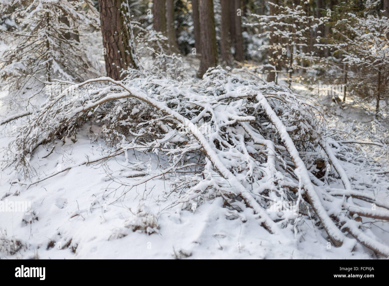 Caduta rami ricoperti di pura neve bianca Foto Stock