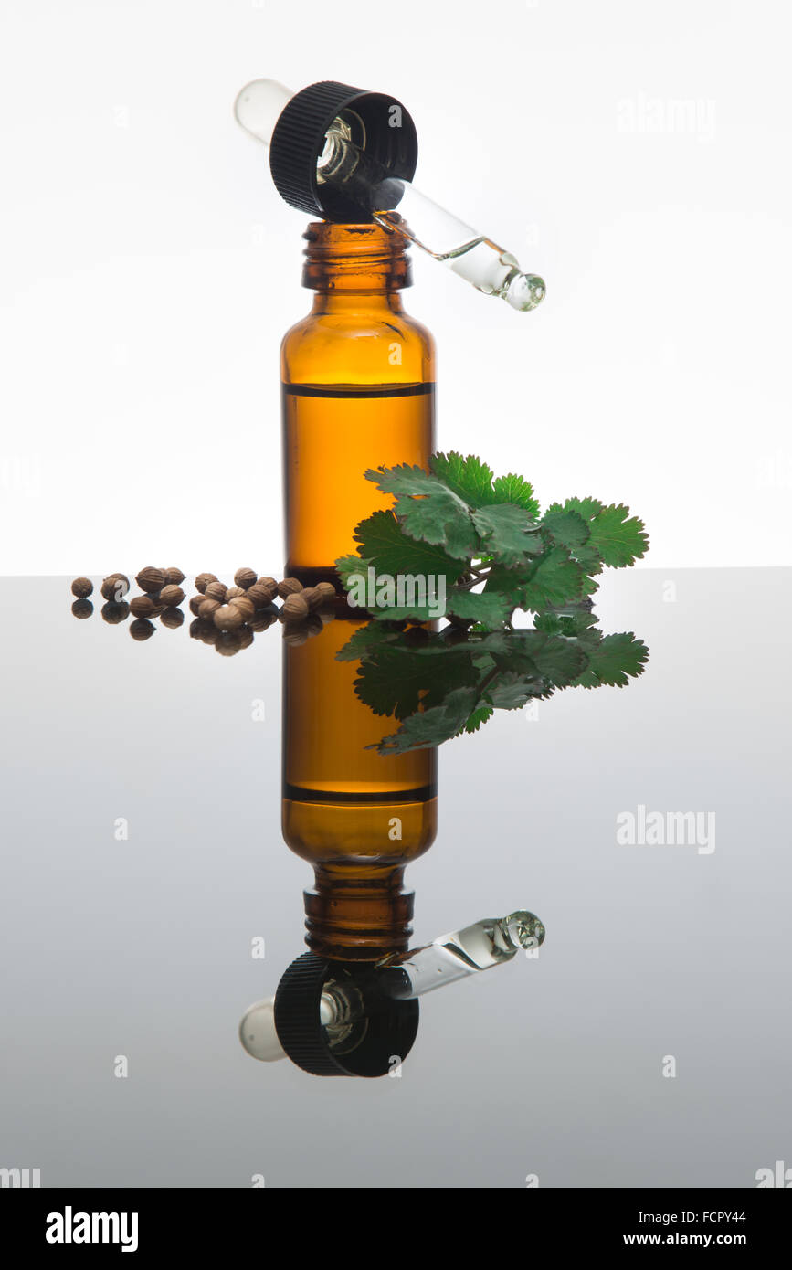 Coriandolo olio essenziale nel flacone color ambra con semi di coriandolo, foglie di coriandolo e dropper Foto Stock