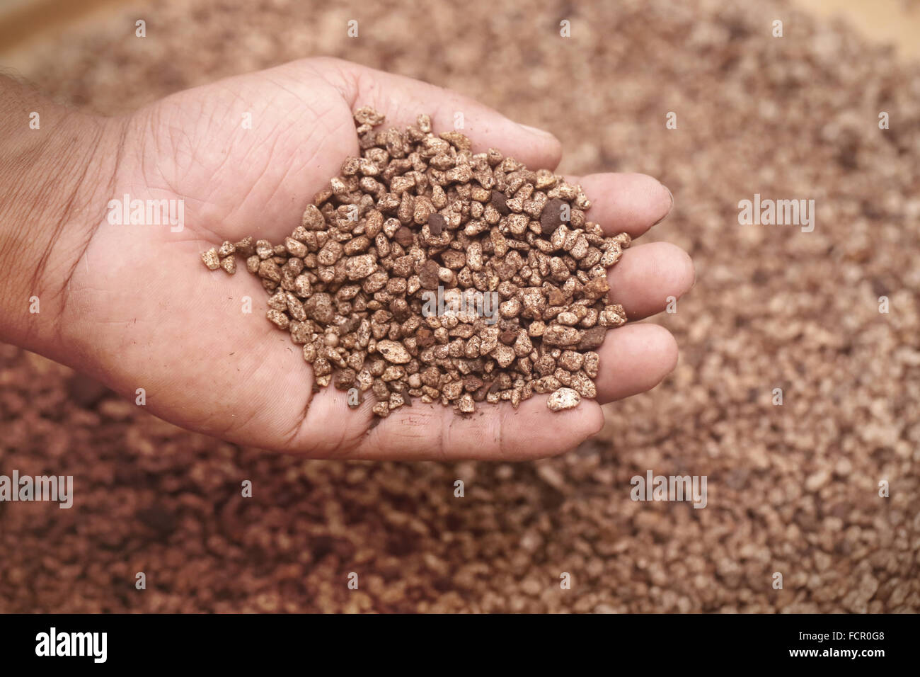 Mano azienda pietre vulcaniche per piantate aquarium Foto Stock