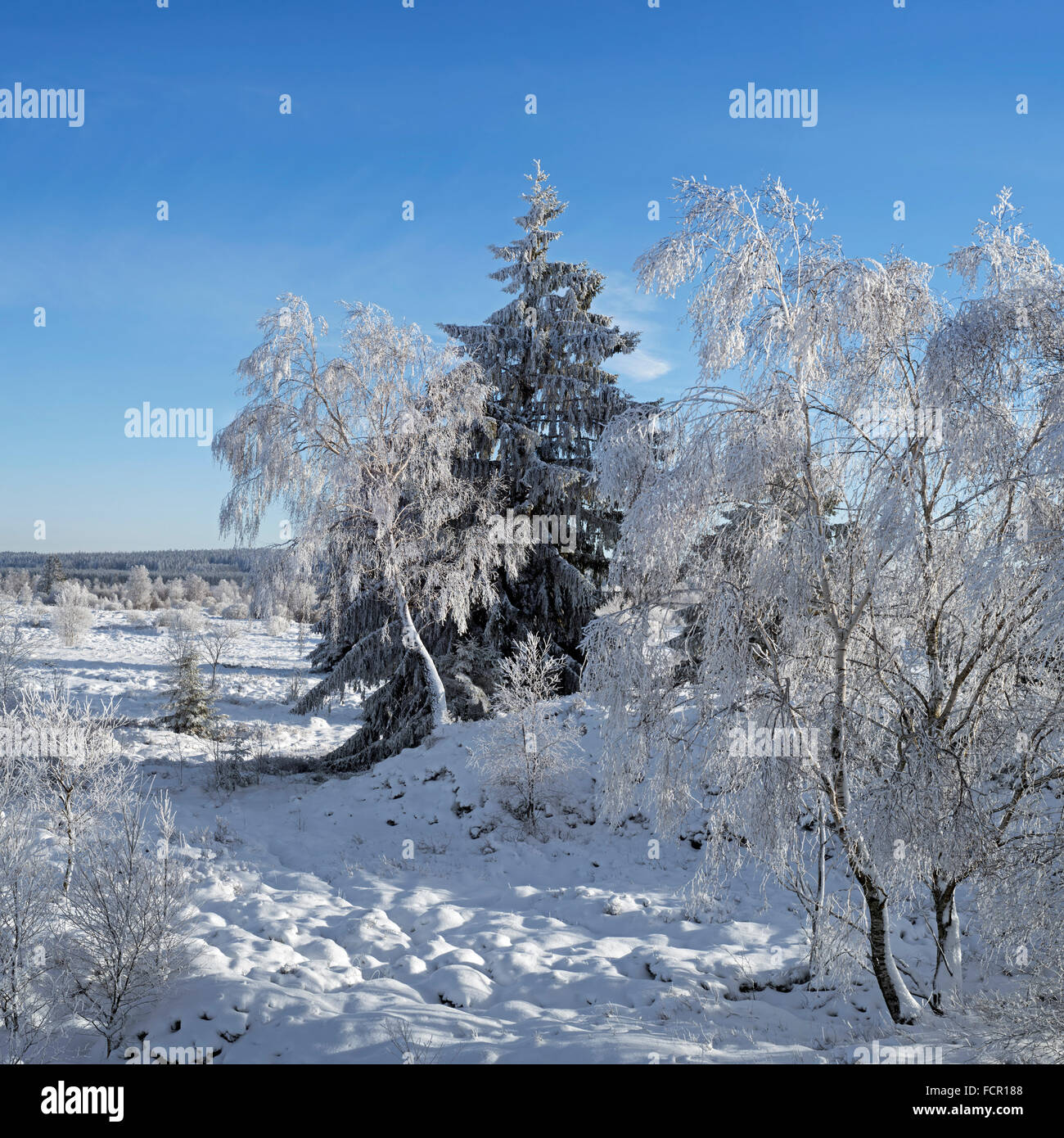 Abete rosso e peluria di betulle coperto di brina in inverno, Hautes Fagnes / Hautes Fagnes, Ardenne belghe, Liegi, Belgio Foto Stock