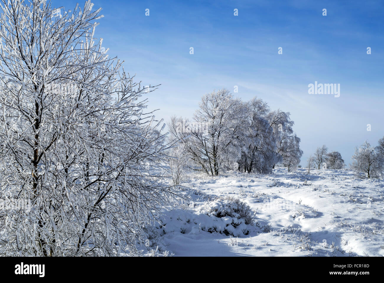 Alberi coperti di ghiaccio in inverno presso lo Hoge Venen / Hautes Fagnes / Hautes Fagnes, belga riserva naturale di Liegi, Belgio Foto Stock