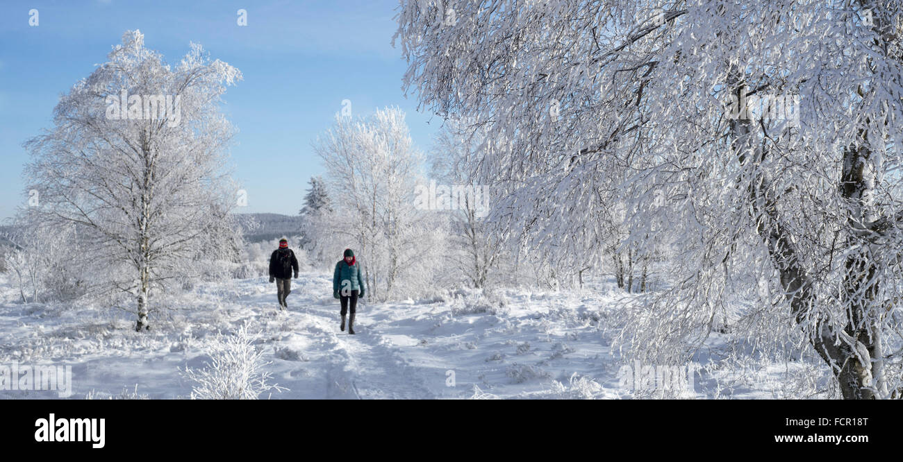 Due escursionisti a piedi tra le betulle coperte di ghiaccio in inverno, Hautes Fagnes / Hautes Fagnes, riserva naturale in Belgio Foto Stock