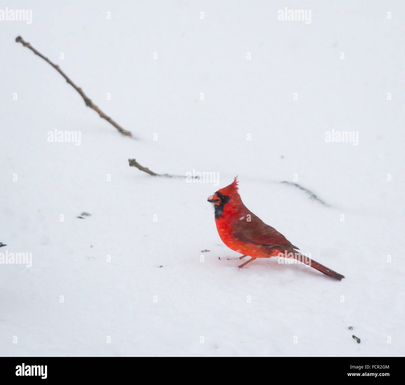 Merrick, New York, Stati Uniti d'America. Il 23 gennaio 2016. Un maschio cardinale contiene nel suo becco un olio nero semi di girasole si trova sul terreno innevato, come la tempesta di neve di 2016 porta la neve pericolose e presenza di raffiche di vento di Long Island, e Governatore Cuomo vieta viaggi, arresto L.I. nelle strade e ferrovie, a causa di condizioni pericolose. Blizzard Jonas già lasciato cadere su un piede di neve sulla riva sud città di Merrick, con molta più neve previsto durante Sabato e Domenica precoce. Credito: Ann e Parry/Alamy Live News Foto Stock