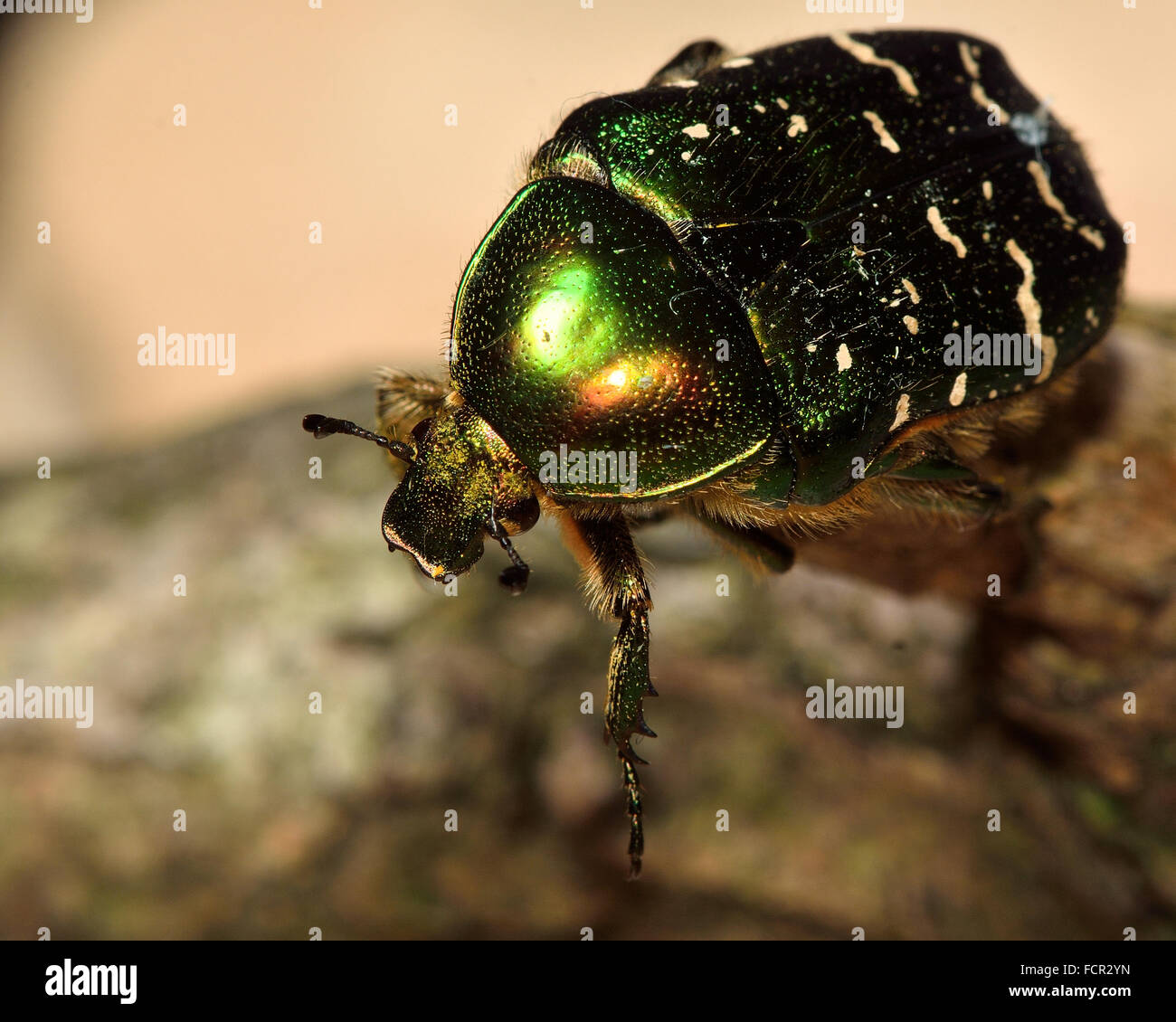 Rose (chafer Cetonia aurata) beetle close-up, con buona vista di peli e occhio. Famiglia Scarabaeidae Foto Stock