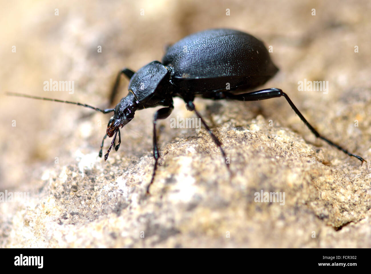 Snail hunter beetle (Cychrus caraboides). Coleottero di massa in famiglia carabidi ben adattata alla cattura e mangia lumache, con gambe lunghe Foto Stock