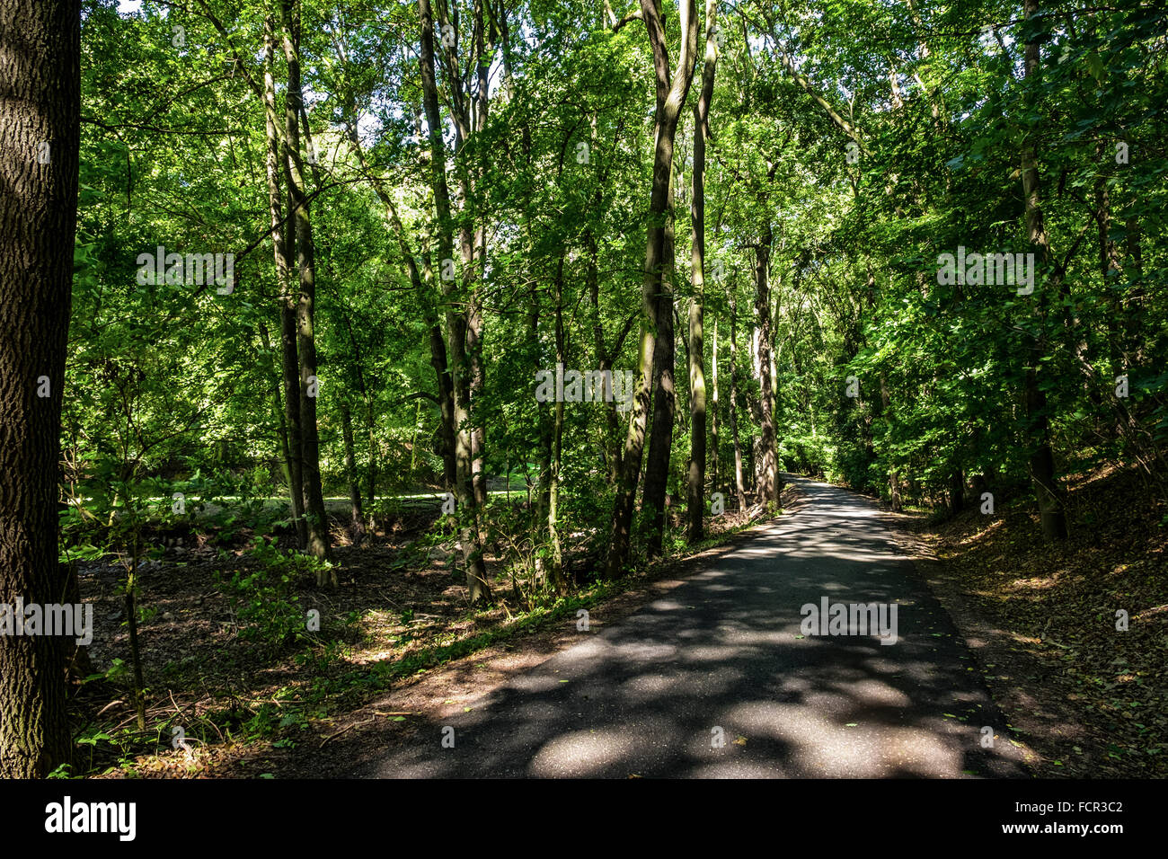 Bella foresta fronde su una soleggiata giornata estiva Foto Stock