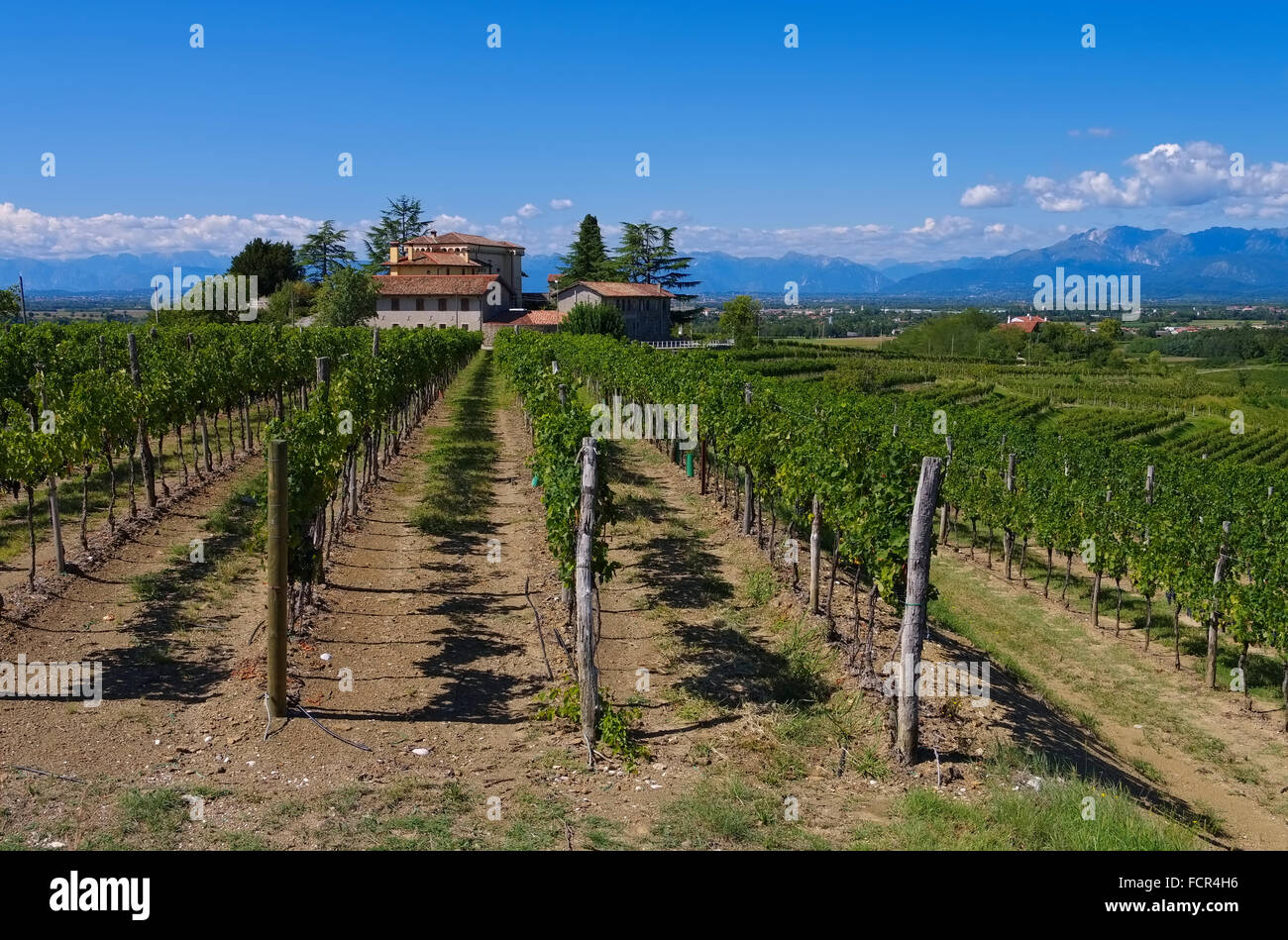 Friuli, Weingut in Norditalien - Friuli vigneto nel Nord Italia Foto Stock